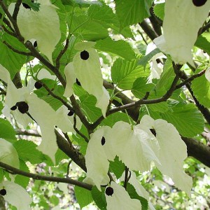 Dawidia chińska Davidia involucrata - drzewo chusteczkowe c5 180-200m