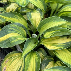 Funkia (Hosta) Blue Circle sadzonka
