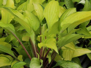 Funkia (Hosta) Paradise Islands sadzonka