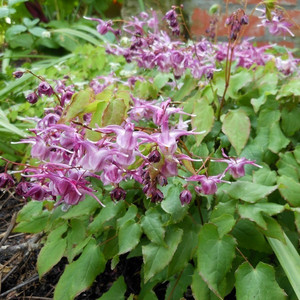 Epimedium wielkokwiatowe (Epimedium grandiflorum) Lilafee sadzonka