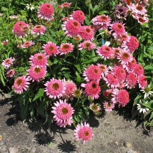 Jeżówka purpurowa (Echinacea) Butterfly Kisses p12
