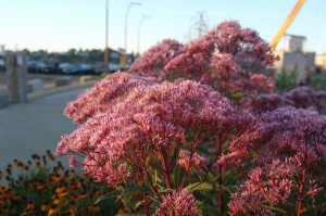 Sadziec dęty (Eupatorium) purpurowy sadzonka
