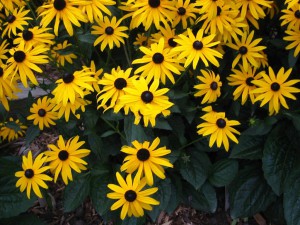 Rudbekia błyskotliwa (Rudbeckia fulgida) Goldsturm sadzonka