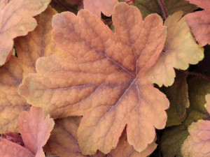 żuraweczka - Heucherella Sweet Tea