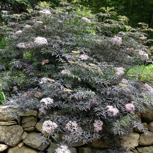 Bez czarny (Sambucus nigra) Black Lace syn. Eva c3 25-35cm