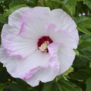 Hibiskus bylinowy (Hibiscus) Ballet Slippers p12