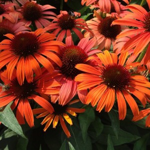 Jeżówka purpurowa (Echinacea) Orange Skipper sadzonka c1