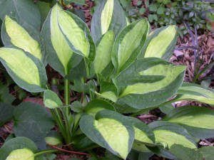 Funkia (Hosta) Gypsy Rose sadzonka