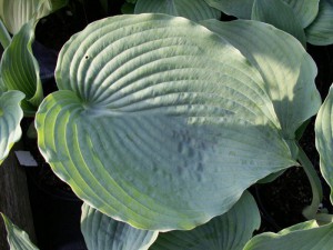 Funkia (Hosta) Big Mama sadzonka