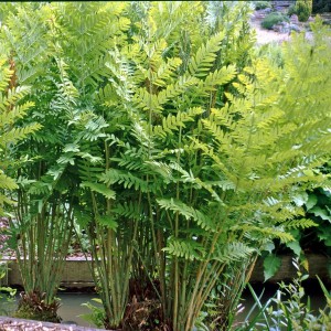 Długosz królewski (Osmunda regalis) Purpurascens paproć sadzonka