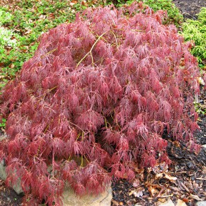 Klon palmowy szczepiony (Acer palm.) Ornatum c4 50-60cm