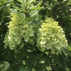 Hortensja bukietowa (Hydrangea) Hercules c3 60-80cm