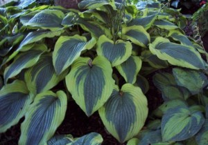 Funkia (Hosta) Satisfaction sadzonka c1