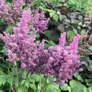 Tawułka japońska (Astilbe japonica) Mainz c2 różowa