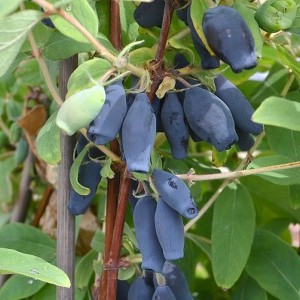 Jagoda kamczacka (Lonicera) Morena pyszne jadalne owoce c2 30-50cm