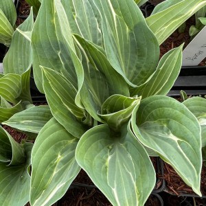 Funkia (Hosta) Kiwi Full Monty sadzonka
