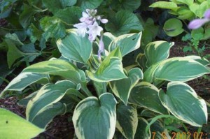 funkia - Hosta Mama Mia