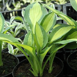Funkia (Hosta) Striptease sadzonka c1,5