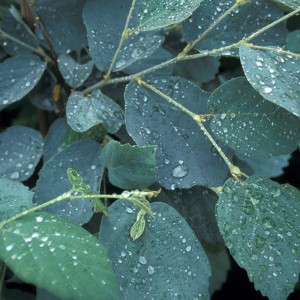 Fothergilla gardenii (Fothergilla Gardena) Blue Mist c2 40-50cm