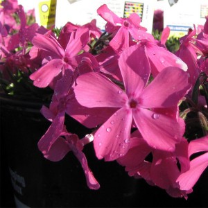 Floks szydlasty (Phlox subulata) Mc Daniels Cushion sadzonka