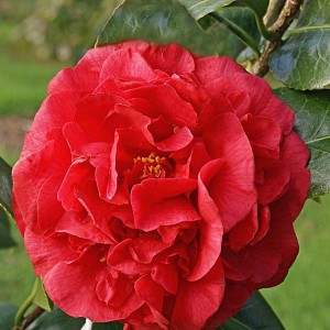 Kamelia japońska (Camellia japonica) Kramer's Surprise c3 50-60cm
