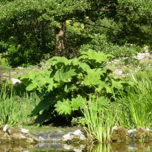 Gunera olbrzymia, parzeplin (Gunnera manicata) c3 sadzonka
