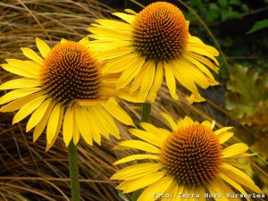 jeżówka purpurowa - Echinacea Maui Sunshine