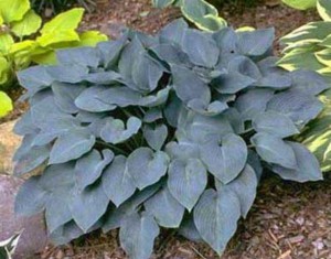 Funkia (Hosta) Halcyon c2