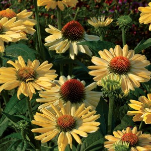 Jeżówka purpurowa (Echinacea) Aloha sadzonka p12