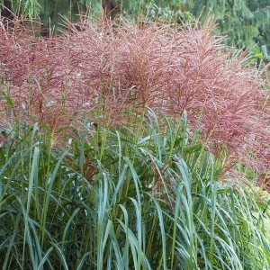 Miskant chiński (Miscanthus chinensis) Goliath sadzonka
