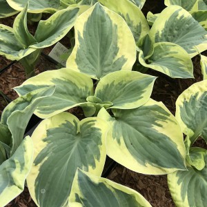 Funkia (Hosta) Snow Cap c1