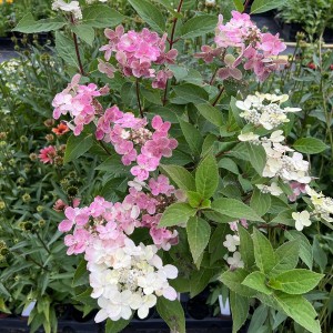 Hortensja bukietowa (Hydrangea paniculata) Switch Ophelia c5 70 cm