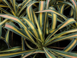 Juka (Yucca filamentosa) Colour Guard sadzonka c1