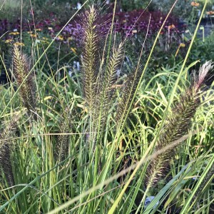 Trawa rozplenica japońska (Pennisetum) piórkówka Viridescens sadzonka