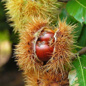 Kasztan jadalny (Castanea sativa) c5 ok.160cm