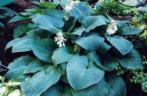 funkia - Hosta True Blue
