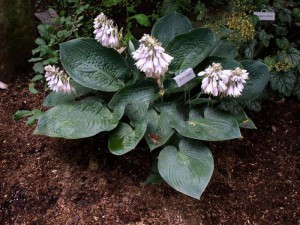 Funkia (Hosta) Blue Vision sadzonka