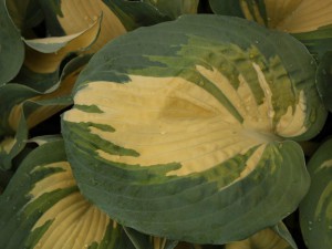 Funkia (Hosta) Thunderbolt sadzonka,c1