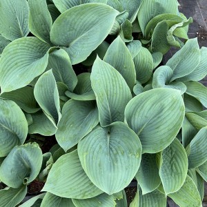 Funkia (Hosta) Blue Mammoth - olbrzymia sadzonka