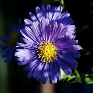 Aster krzaczasty, marcinek (Aster dumosus) Blaue Lagune sadzonka
