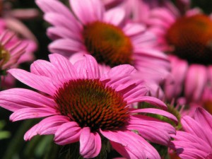 jeżówka purpurowa - Echinacea Elton Knight