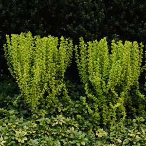 Berberys (Berberis) Powwow c2 30-50cm