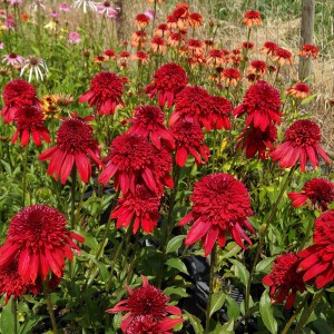 Jeżówka purpurowa (Echinacea) Eccentric sadzonka p12