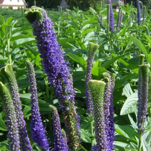 Przetacznik kłosowy (Veronica spicata) Christa sadzonka