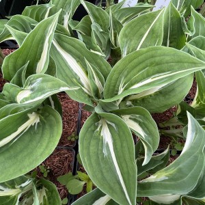 Funkia (Hosta) Center Of Attention sadzonka