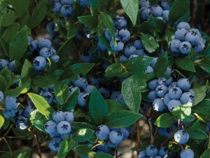 borówka amerykańska Bluejay sadzonka ŚREDNIOWCZESNA