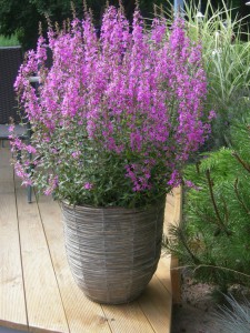 Krwawnica rózgowata (Lythrum virgatum) Dropmore Purple sadzonka 0,5l
