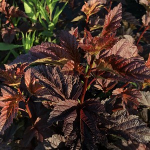Pęcherznica kalinolistna (Physocarpus opuliofolius) Zdechovice c2 50-80cm