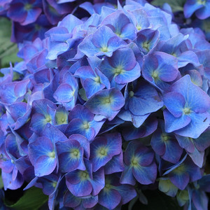 Hortensja ogrodowa (Hydrangea) Blue Heaven Everbloom sadzonka