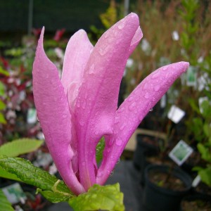 Magnolia Susan (Magnolia) kwitnie dwa razy w roku (Magnolia) c5 140cm